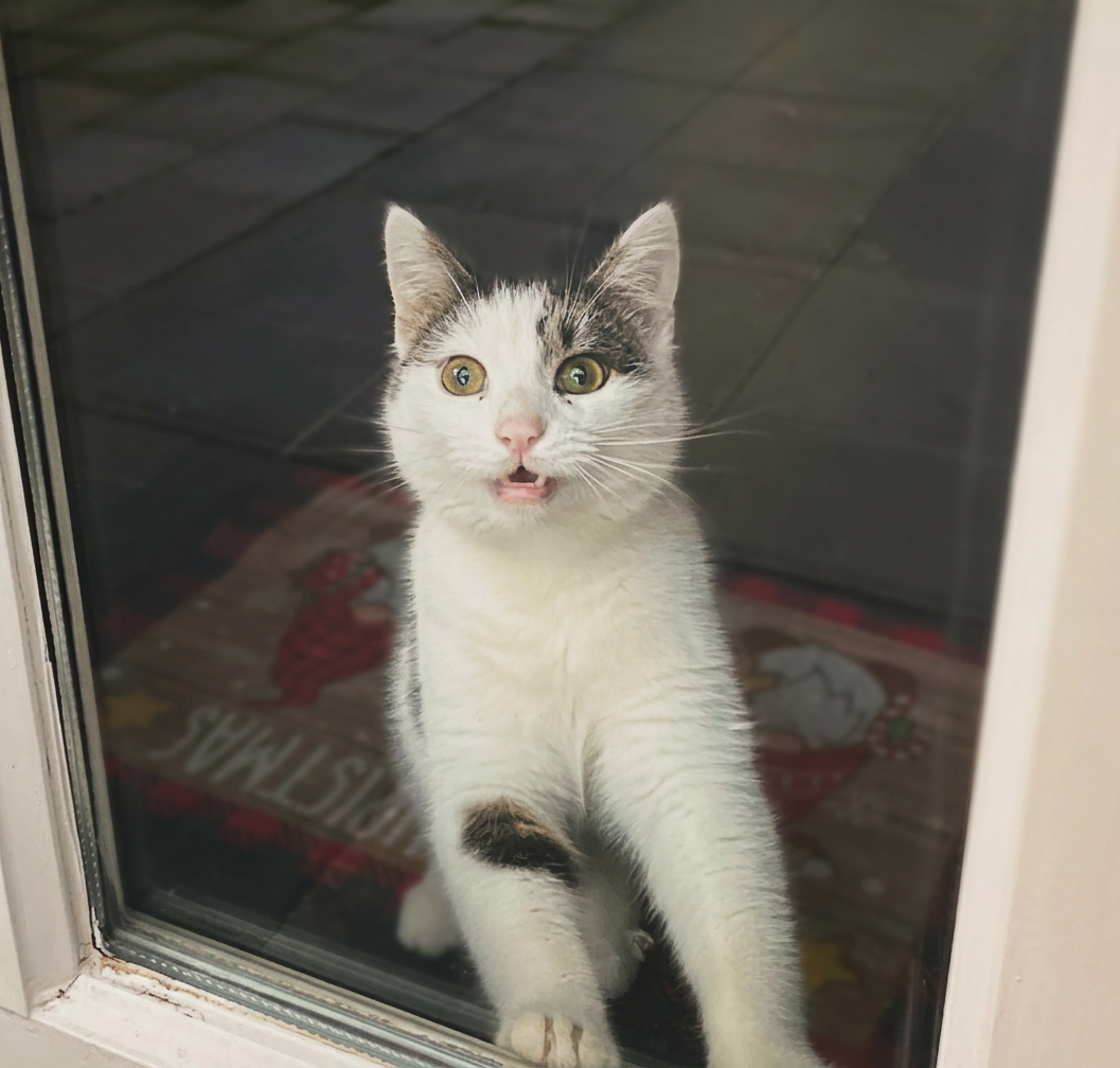 Witte kitten kijkt vanuit huis door de tuindeur naar buiten