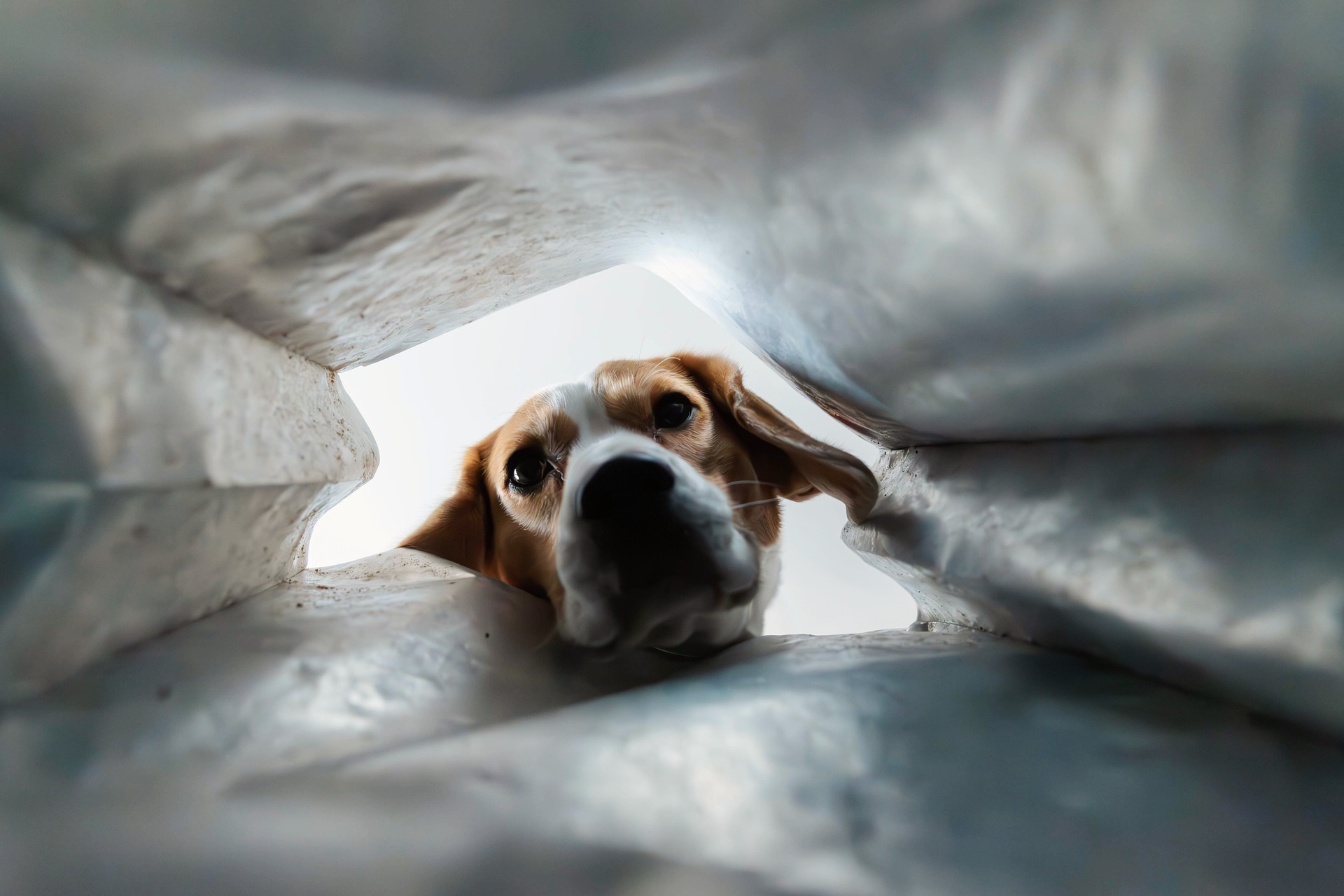 Beagle kijkt nieuwsgierig van bovenaf in een papieren zak