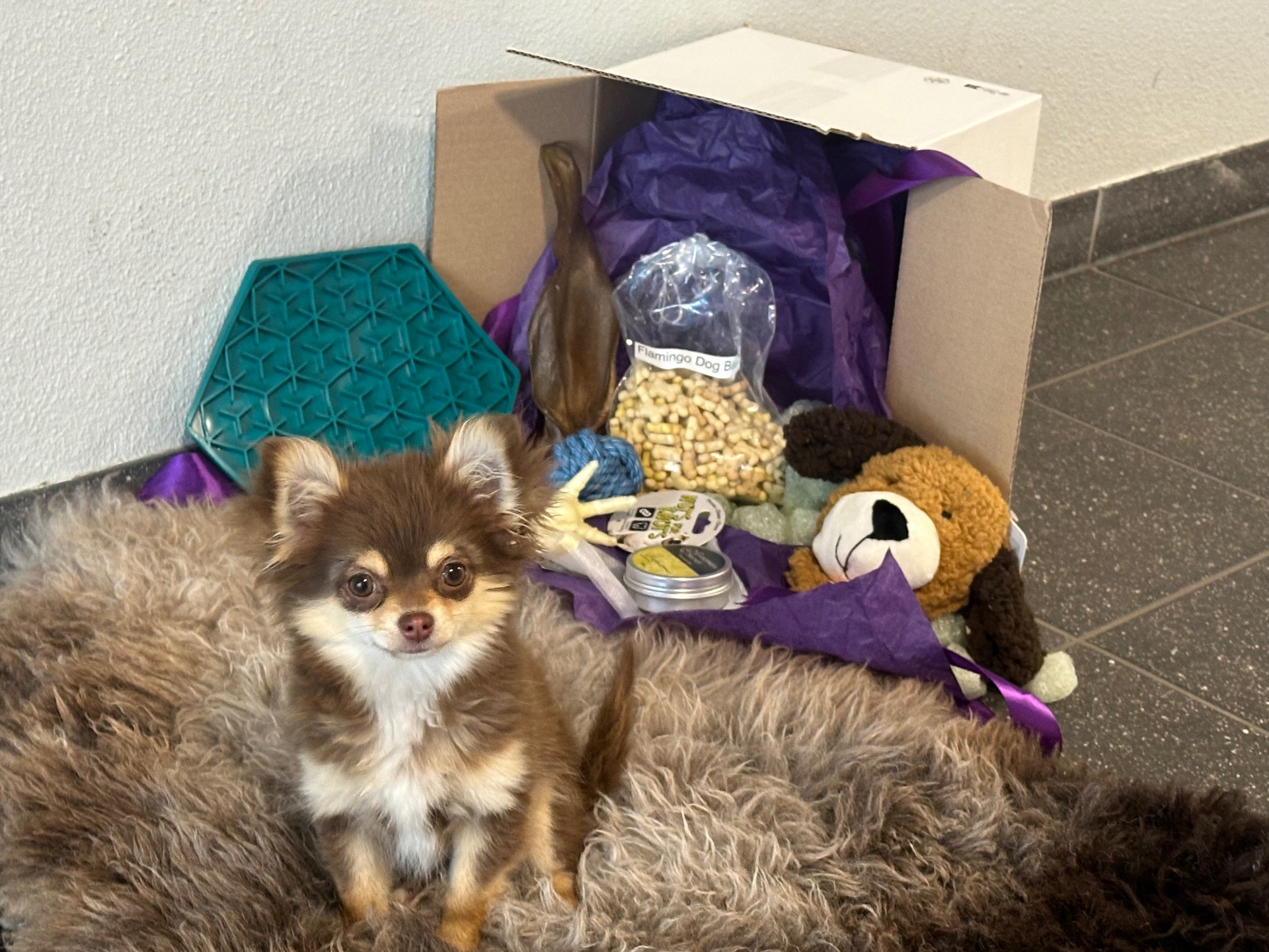 Chihuahua naast een geopende verrijkingsbox met speelgoed en snacks