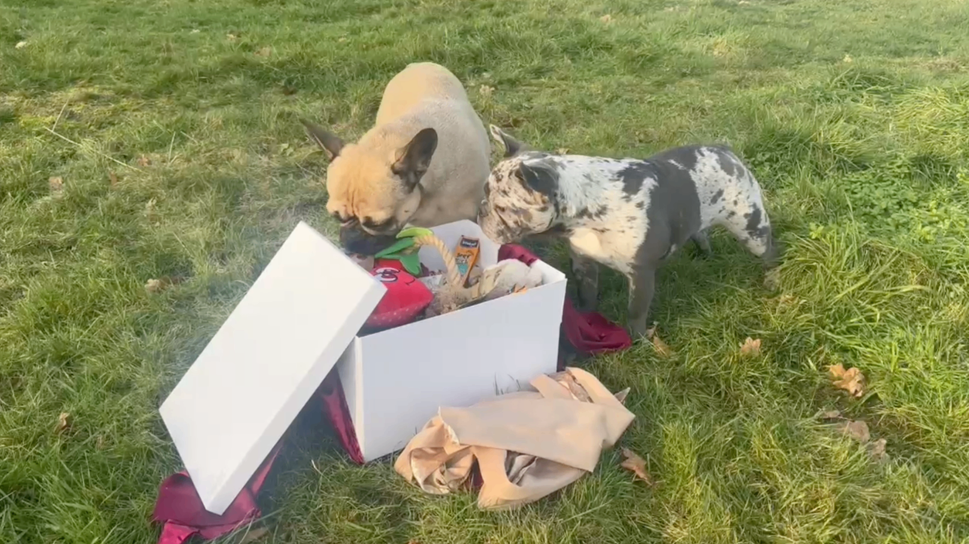 Twee honden snuffelen samen in een verrijkingsbox op het gras