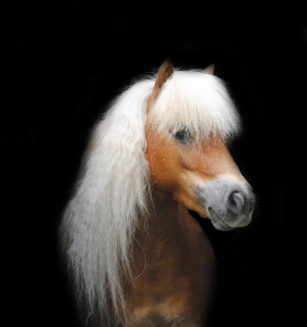 Paard