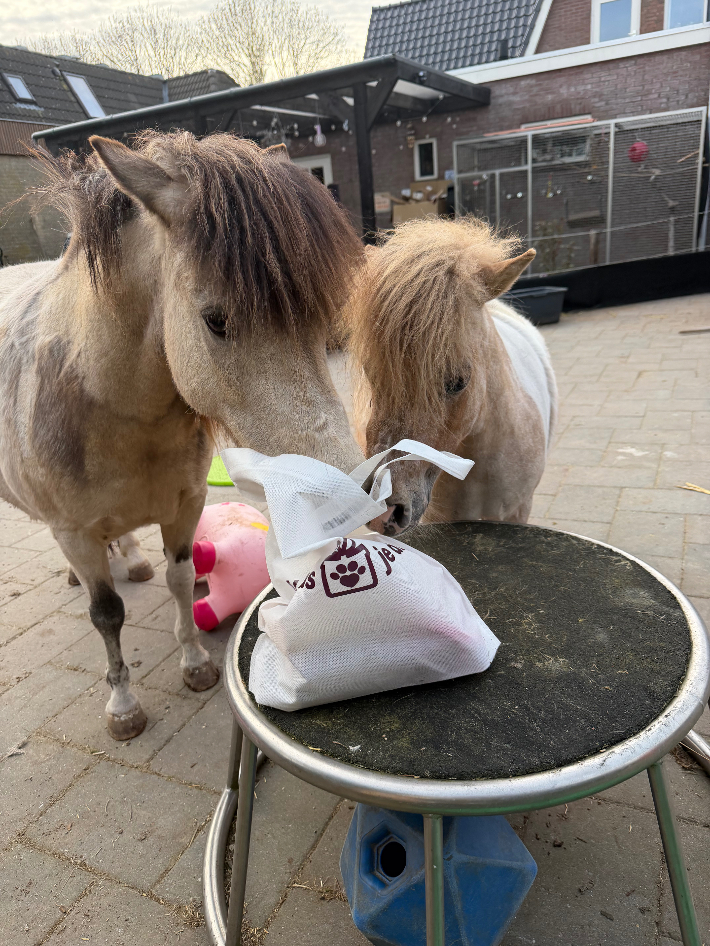 Twee pony's snuffelen aan een Verras je Dier zakje op een kruk
