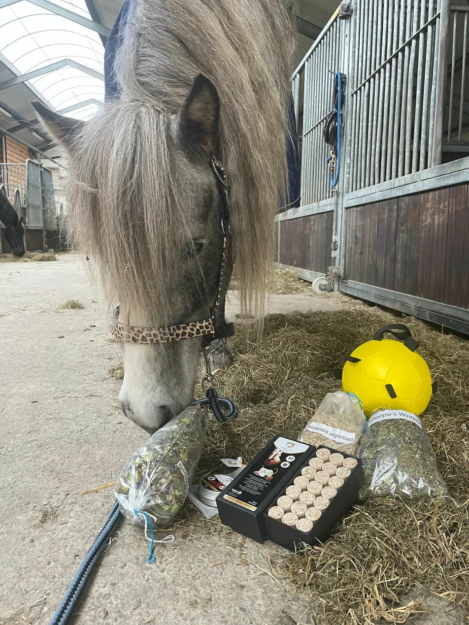 Grijs paard in de stal met verrijkingsproducten uitgestald op de grond
