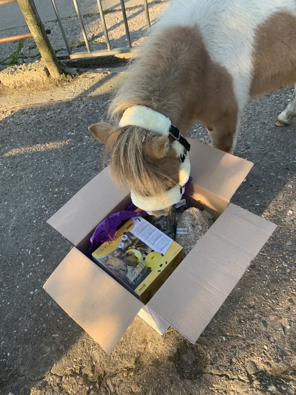 Mini Shetlander steekt zijn neus in een open doos met verrijkingsproducten