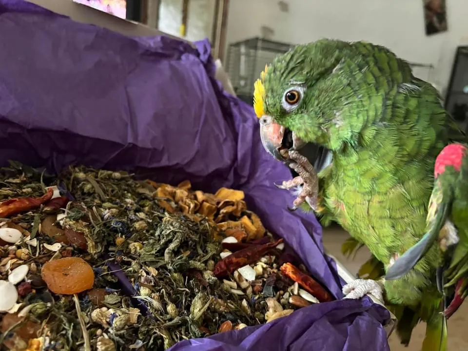 Groene amazone papegaai graaft in snacks en kruiden op paars papier