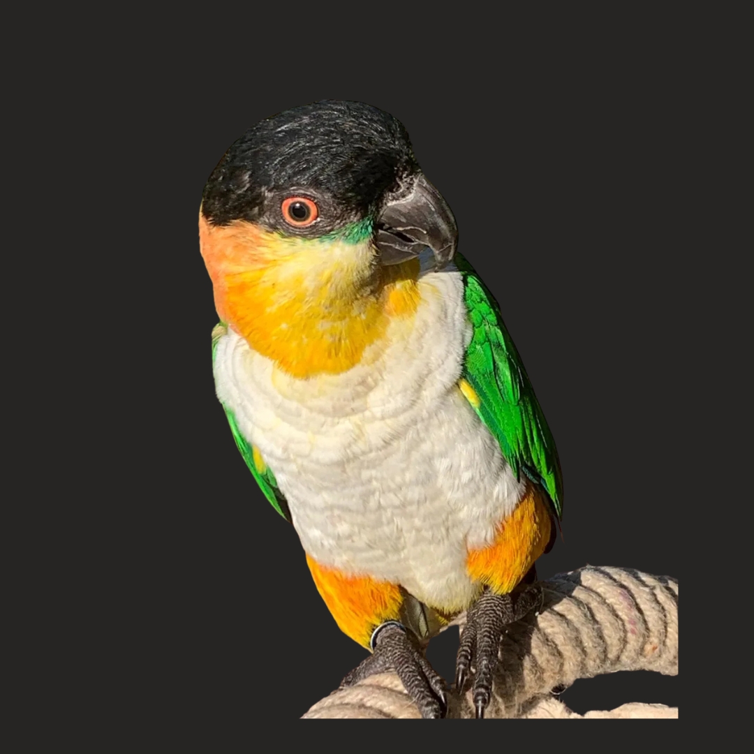 Papegaai