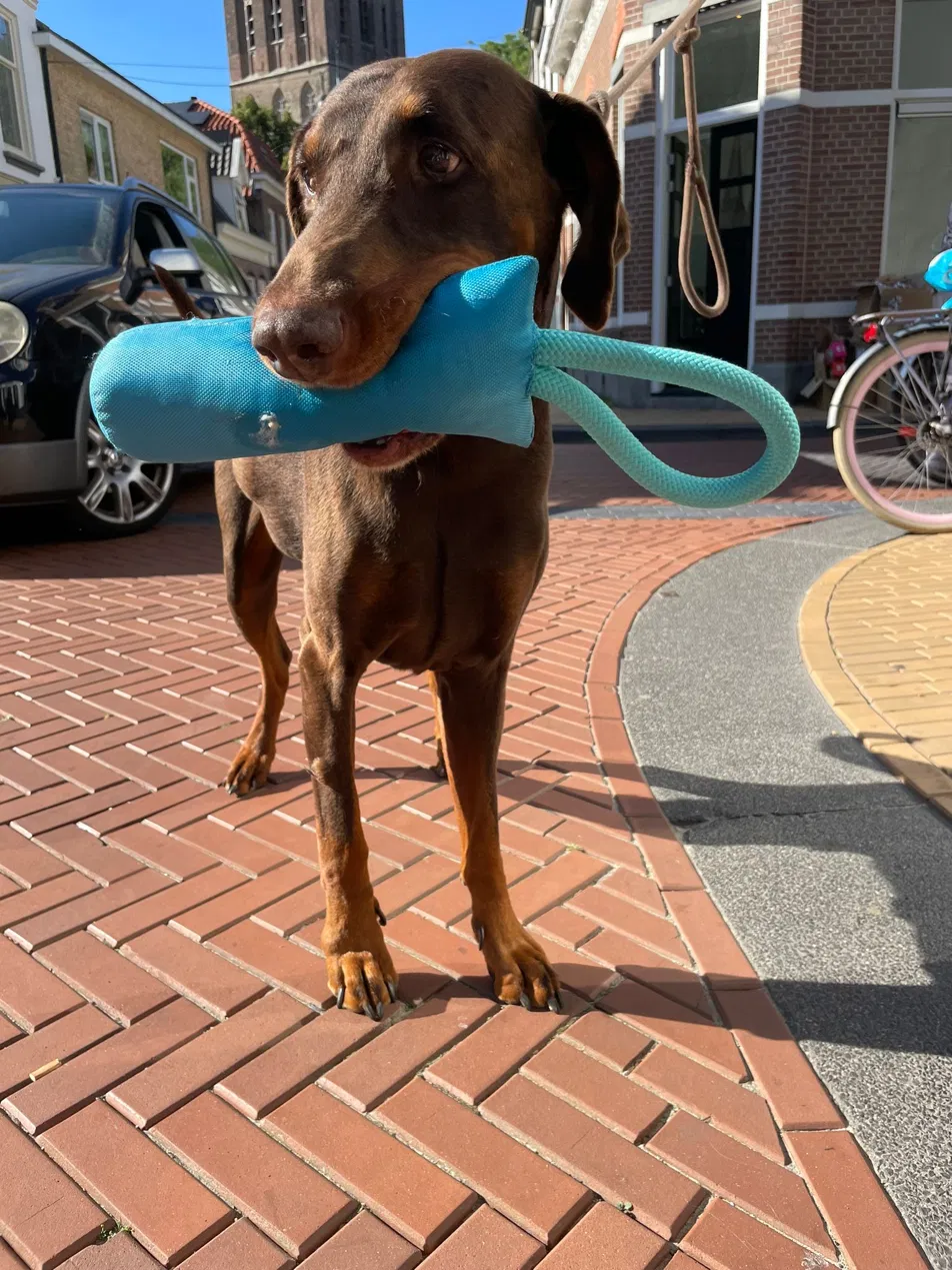 Dobermann met blauw speeltje