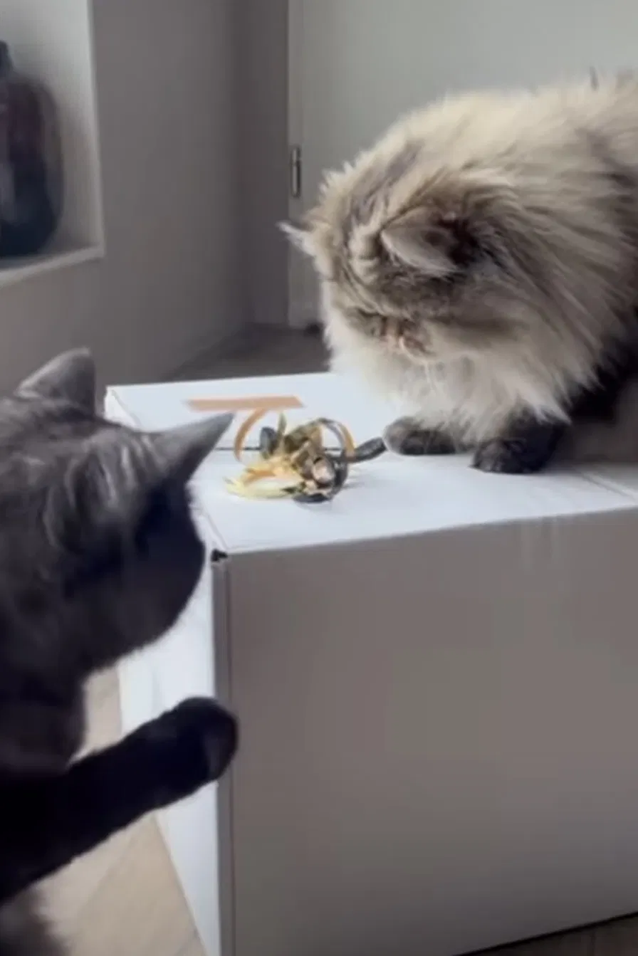 Twee katten snuffelen aan een verrijkingsbox