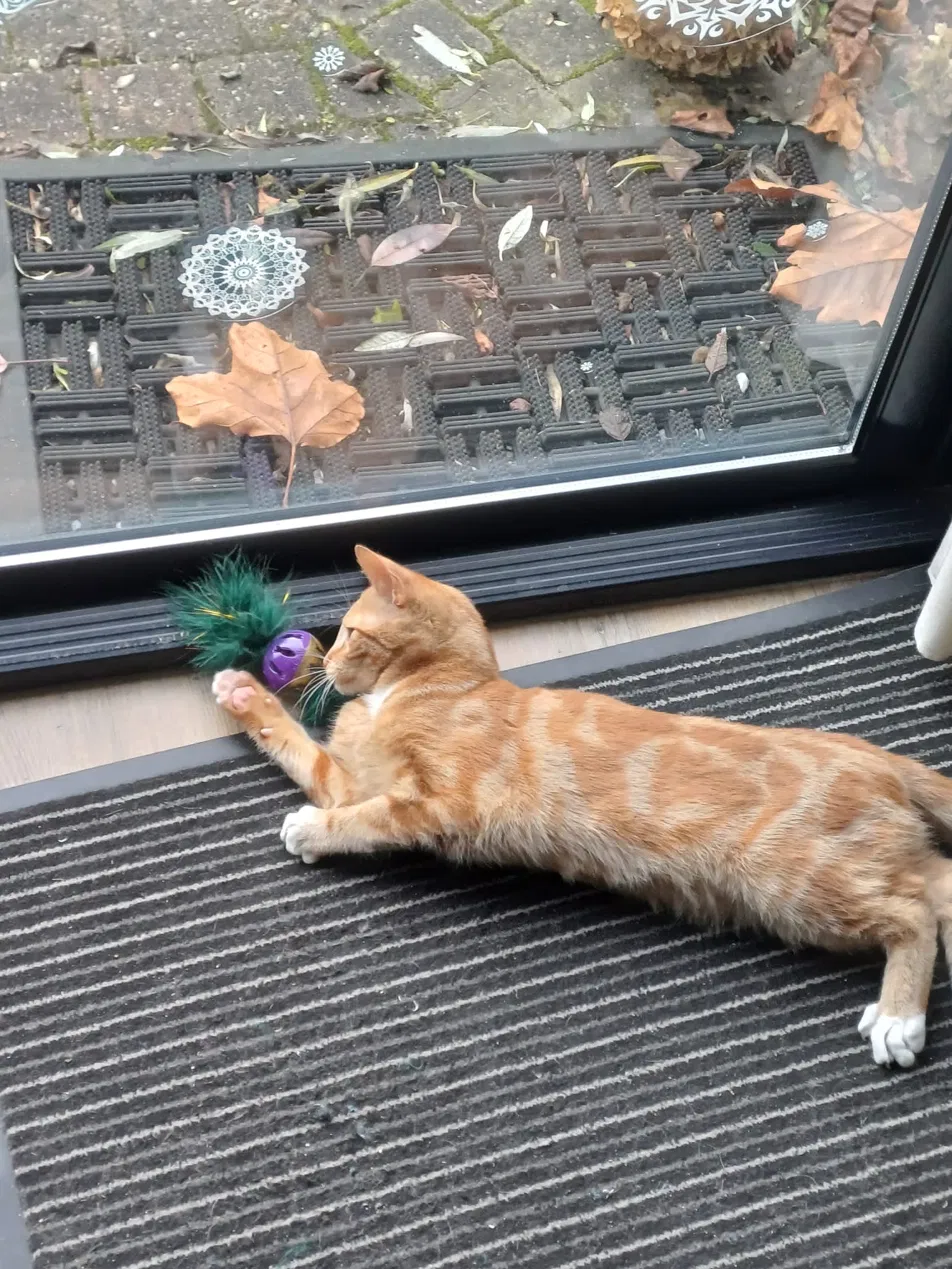 Rode kat valt veerenspeeltje aan bij de deur