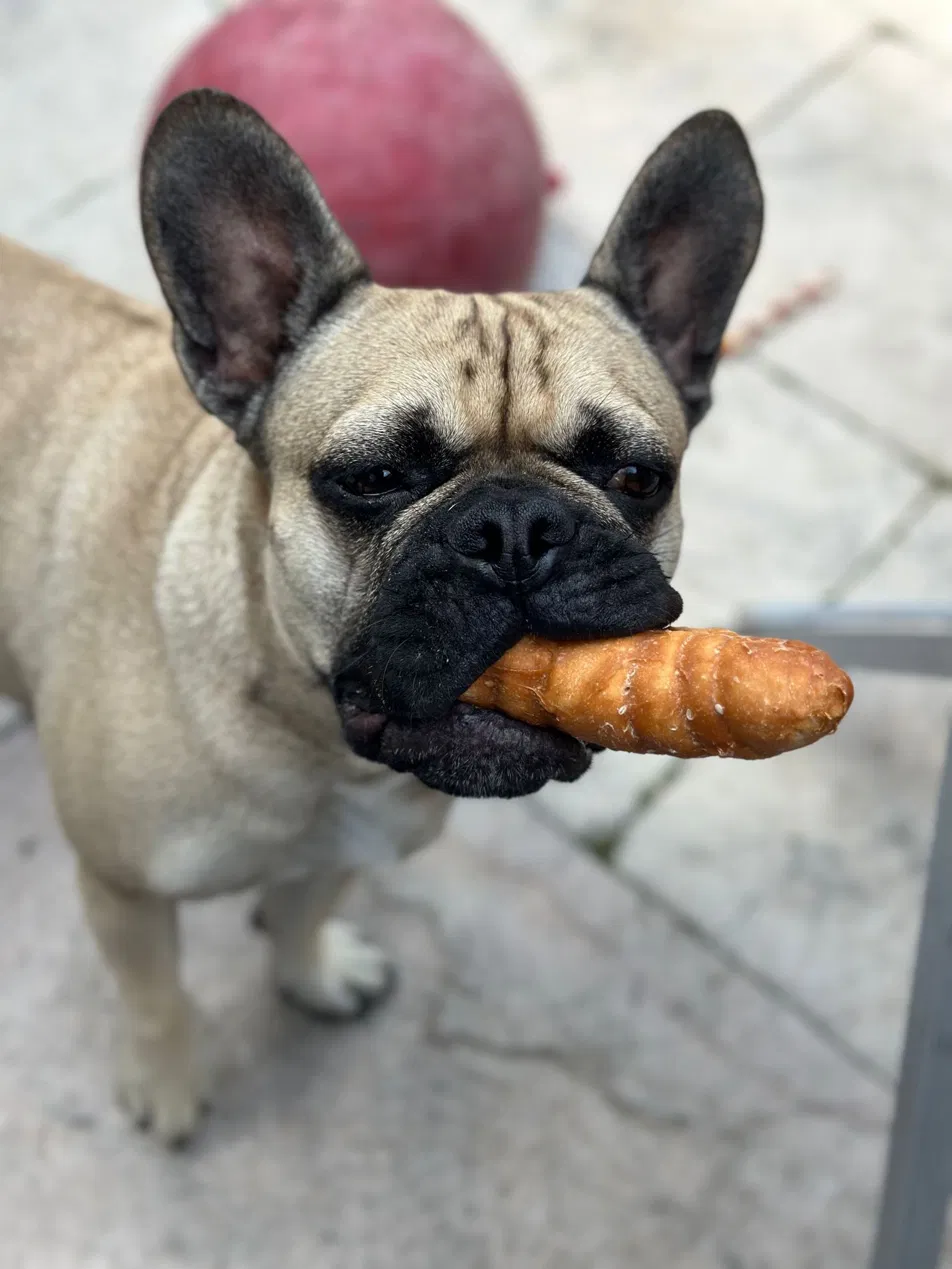 Franse Bulldog met kauwsnack