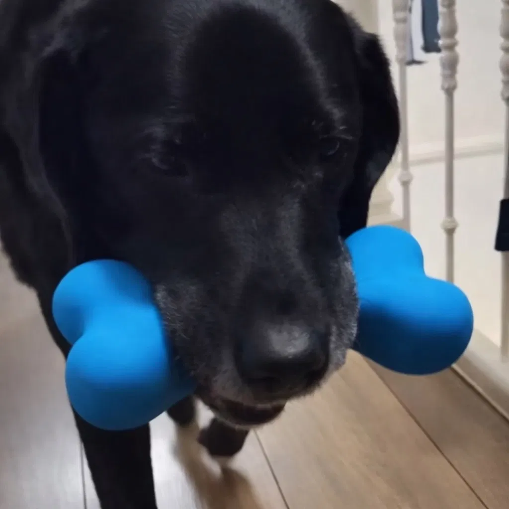 Zwarte Labrador met blauw kauwbot