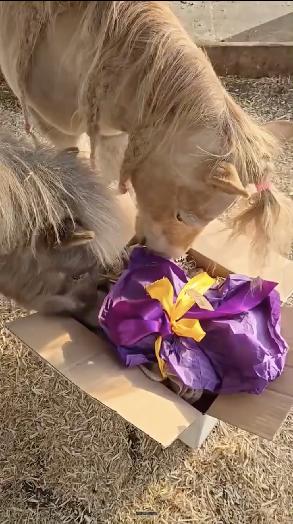 Mini Shetlander steekt zijn neus in een open doos met cadeau