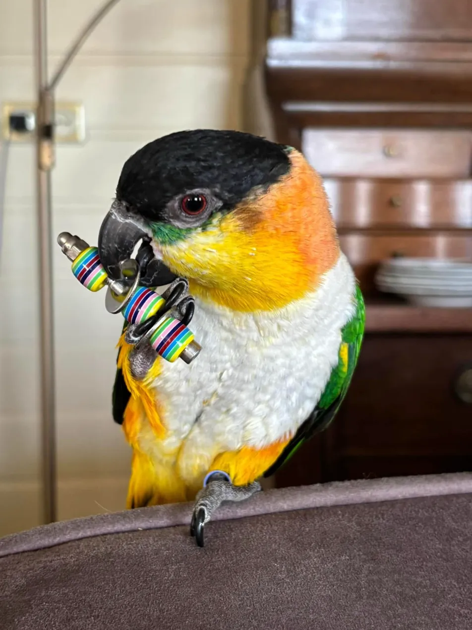 Caïque met speeltje in zijn snavel