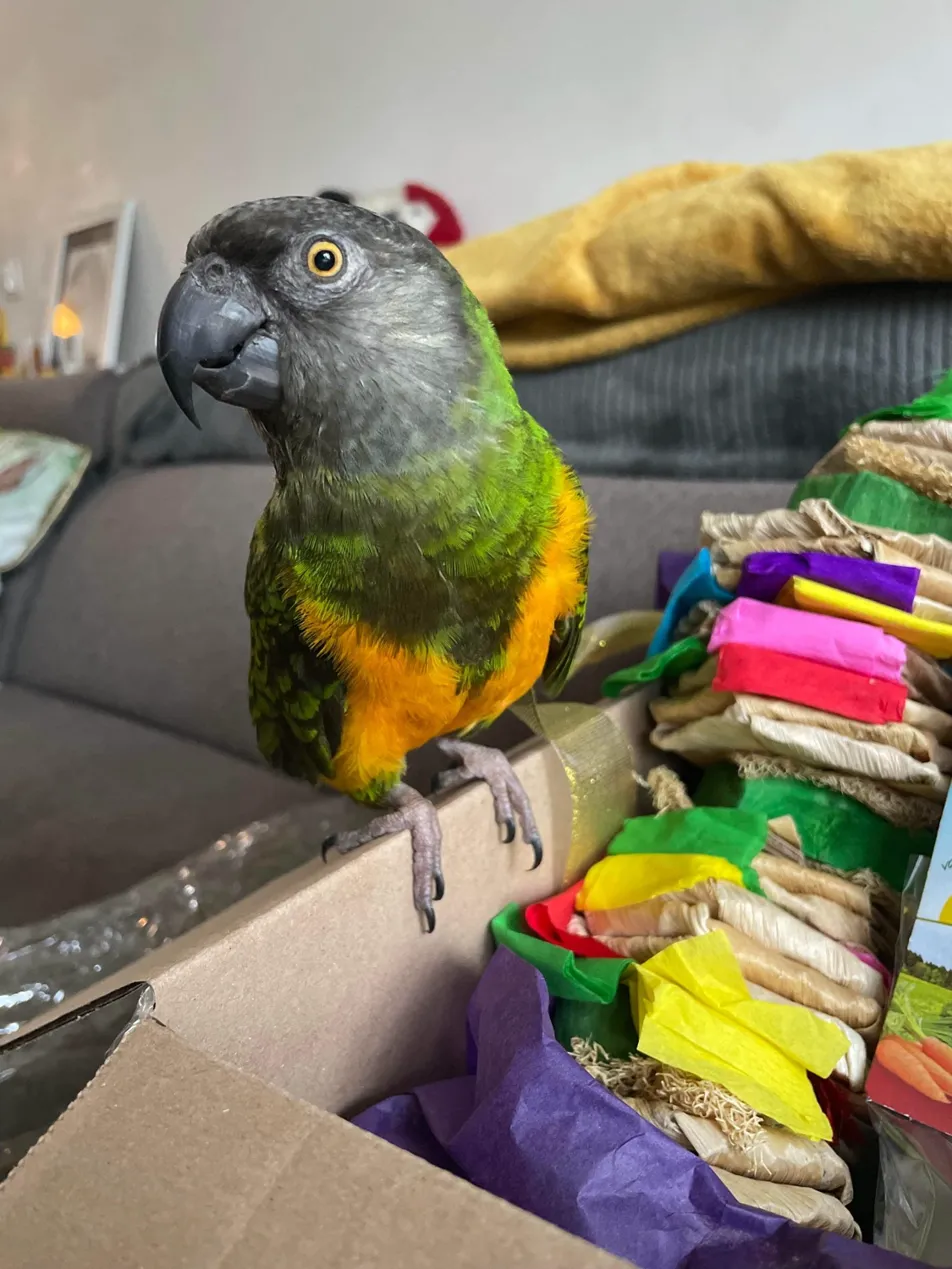 Senegalpapegaai op de rand van een doos met verrijkingsmateriaal