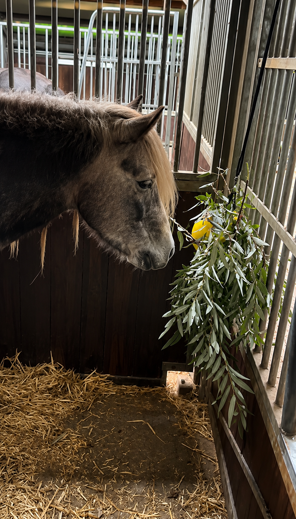 Grijs paard foerageert aan takken in de stal