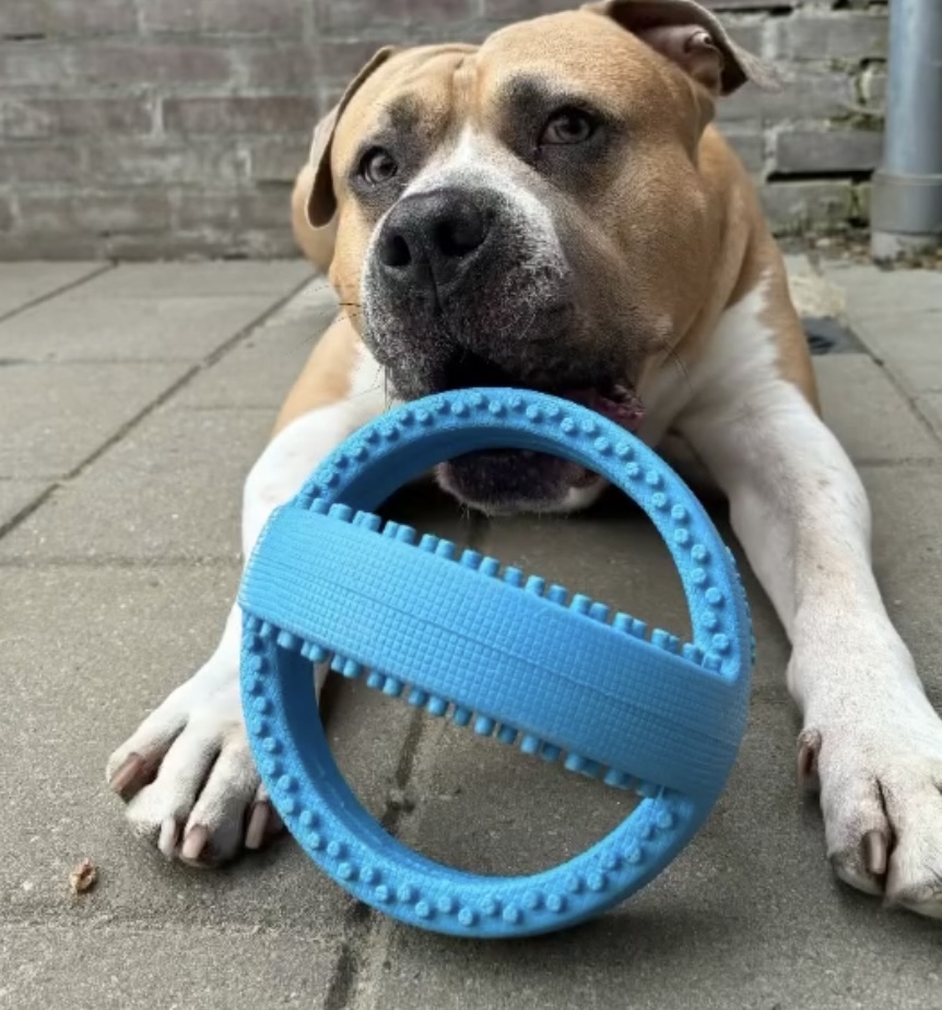 Grote hond met blauw kauwspeelgoed tussen zijn poten